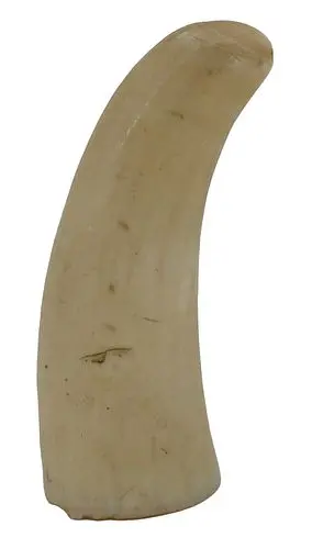 Antique Curved Sperm Whale Tooth