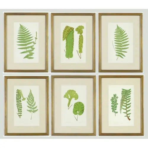 E. J. LOWE: A SET OF SIX FERNS, C.1860S 24.5cm x 14 cm each...