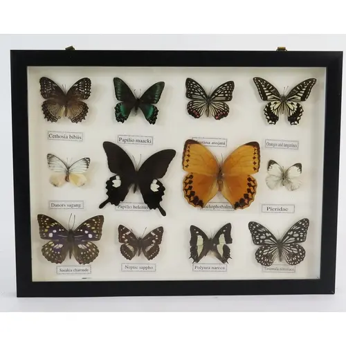 A framed collections of South American butterflies.