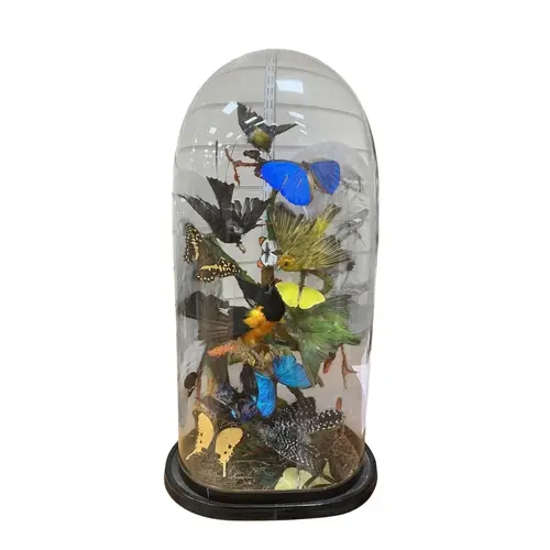 A Victorian taxidermy display of South and Central American ...