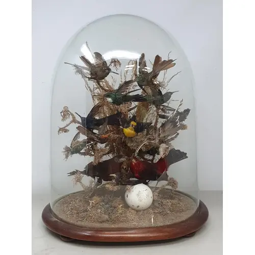 A 19th Century Dome displaying mounted taxidermy Specimens o...