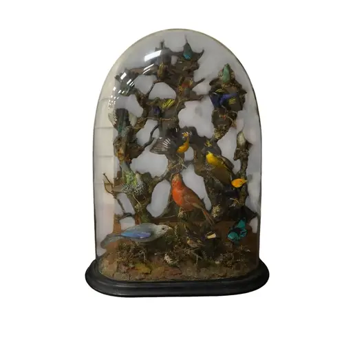 A Victorian taxidermy display of South American birds under ...