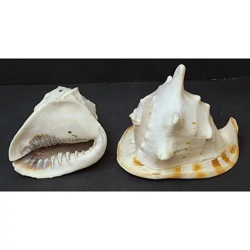 Pair Conch Shells, largest approx. 25cm W (2)
