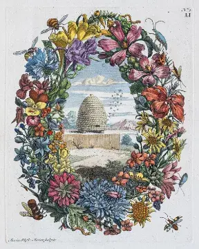 Merian - Surinaam & Insecten