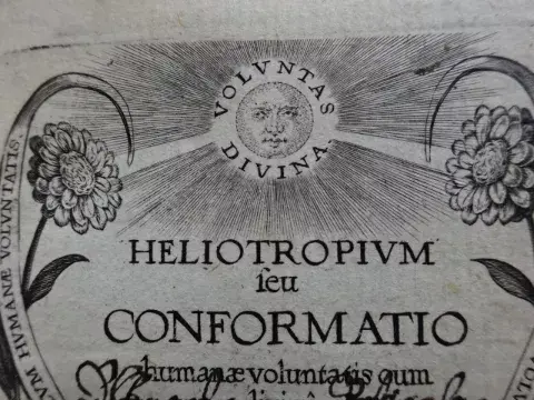 Drexel - Heliotropium