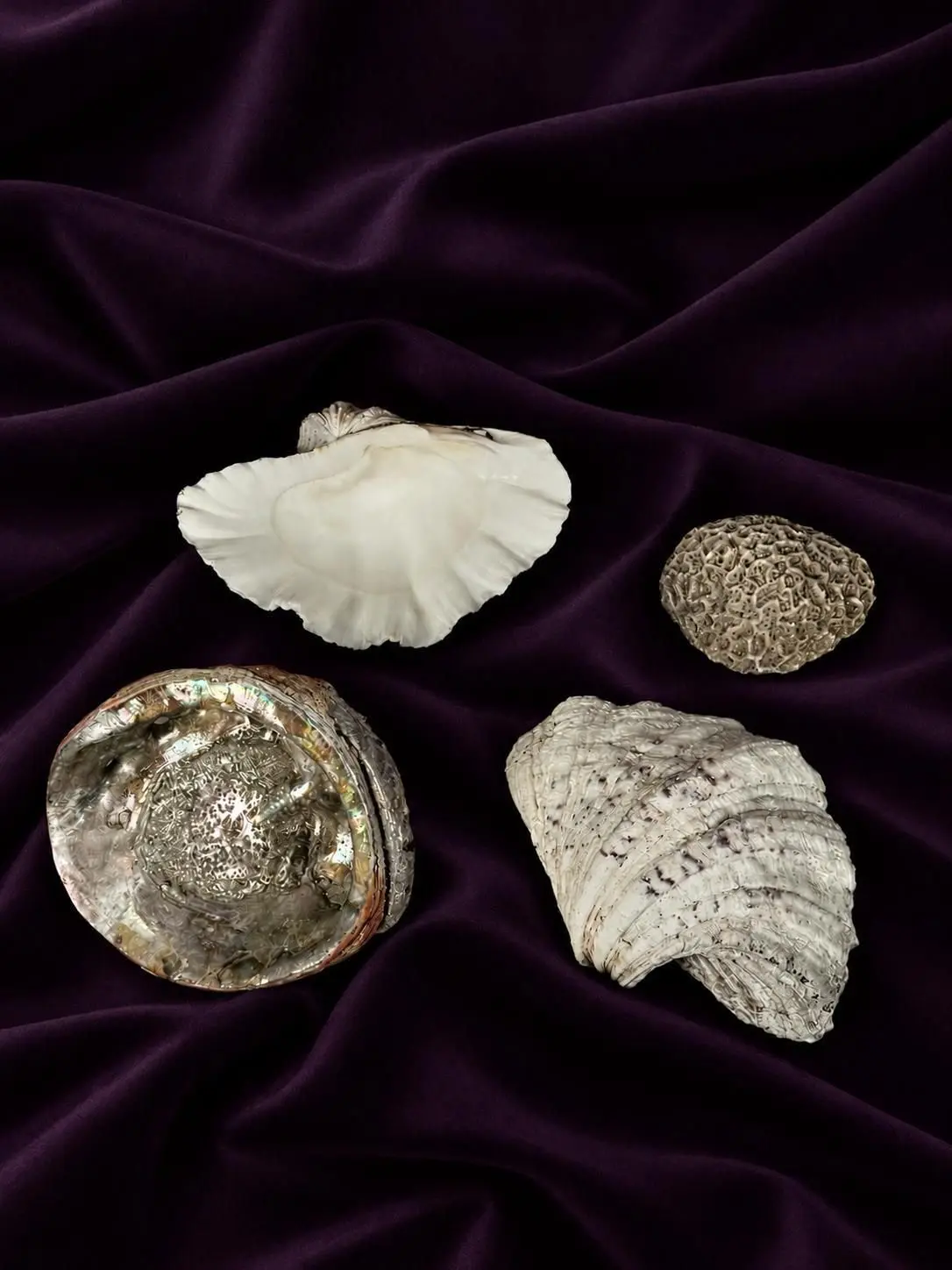 [NATURALIA] - Lot 6