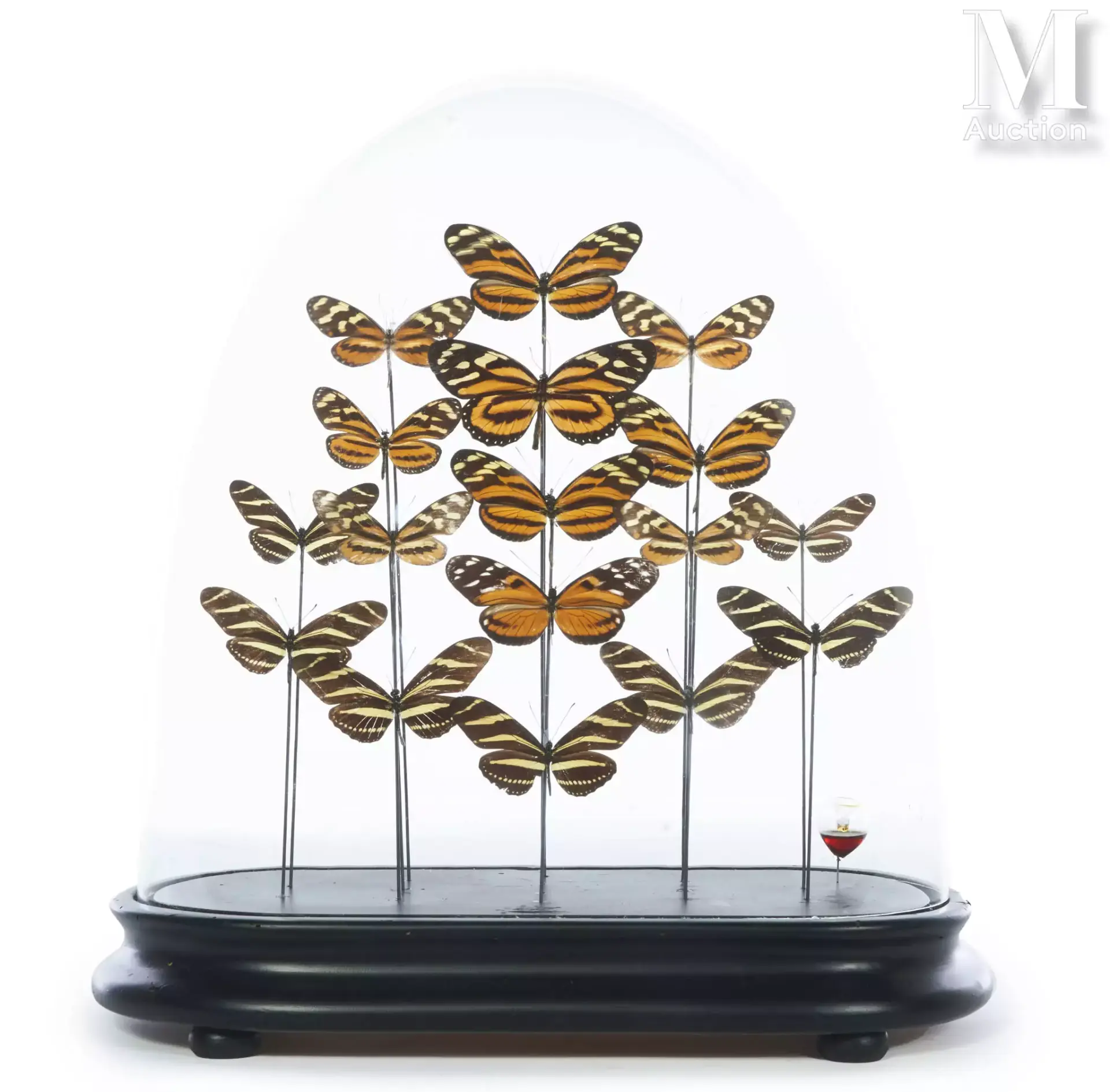 DIX-SEPT HELICONIUS