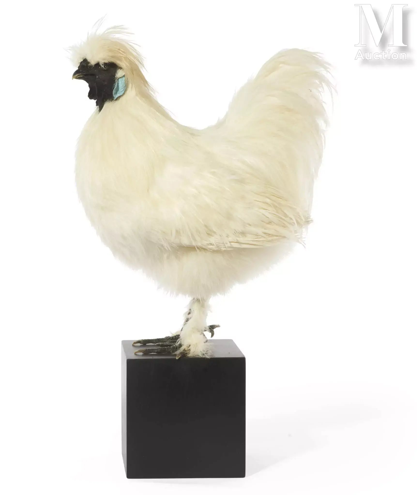 COQ NÈGRE SOIE