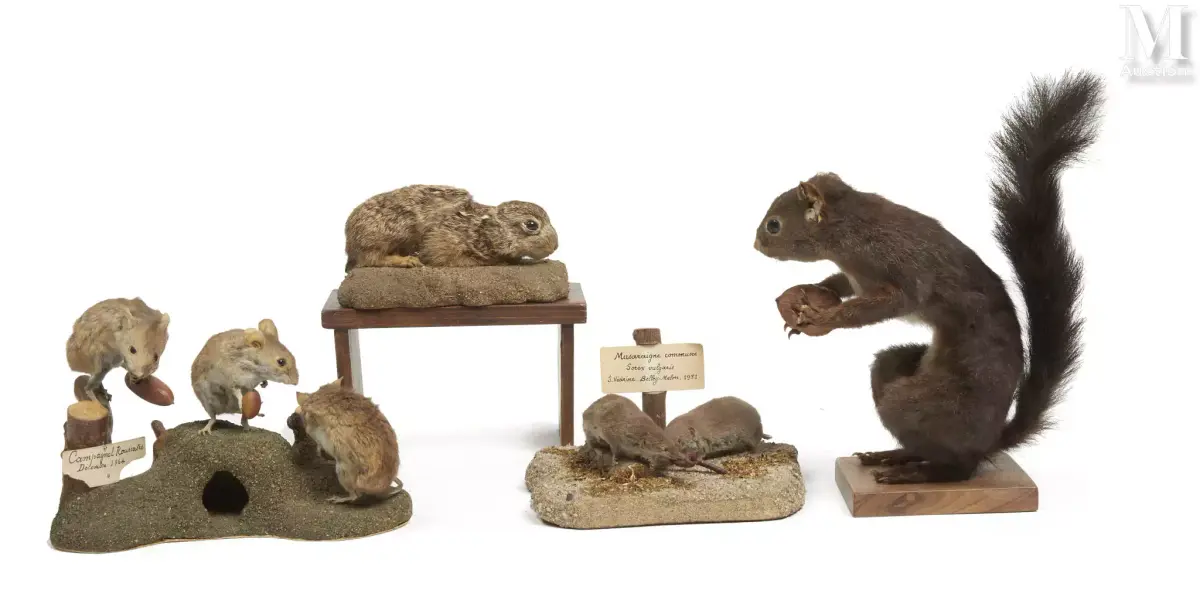 TROIS CAMPAGNOLS ROUSSÂTRES, DEUX MUSARAIGNES, ÉCUREUIL, LIÈVRE