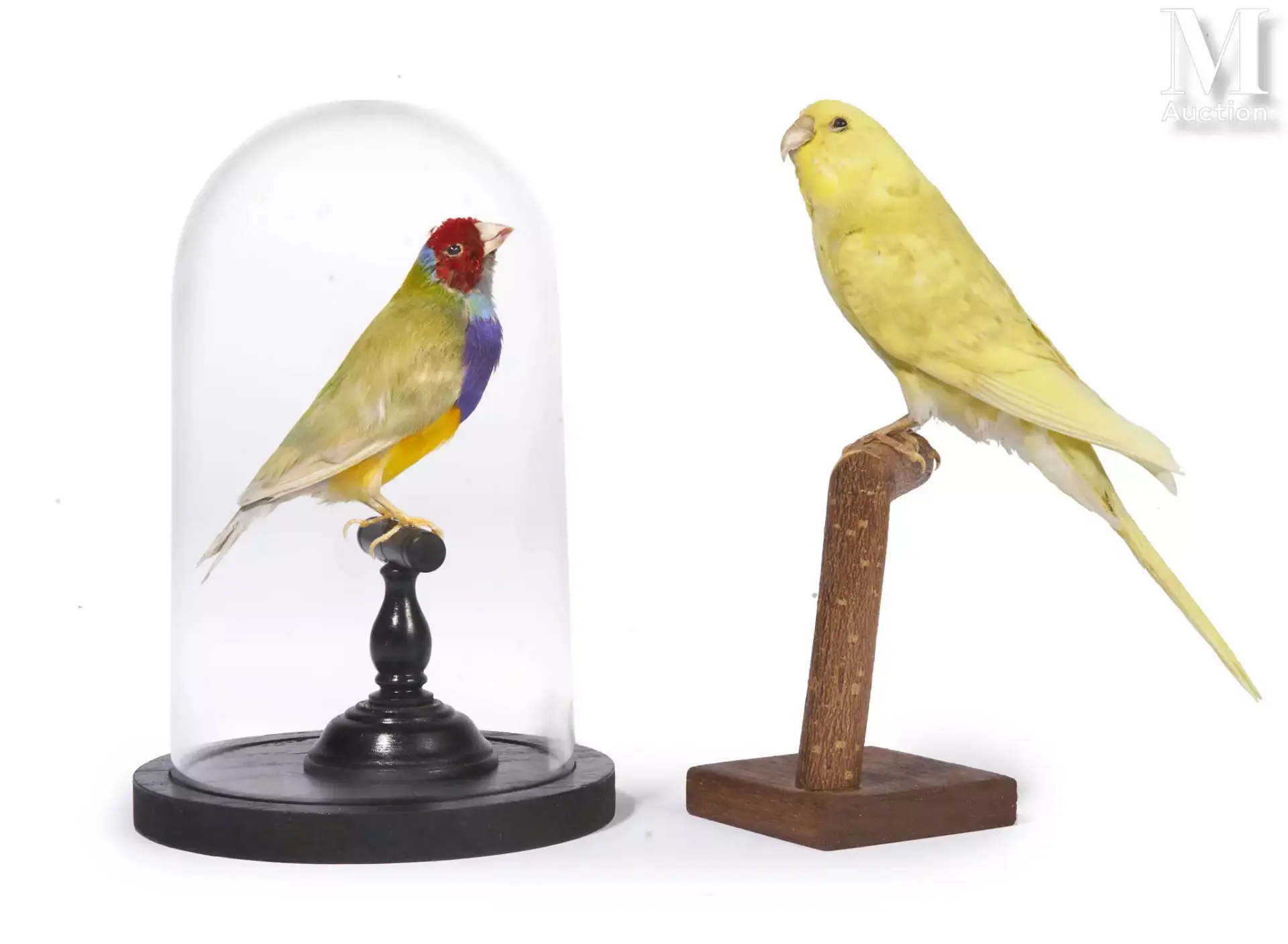PERRUCHE ONDULÉE JAUNE, DIAMANT DE GOULD