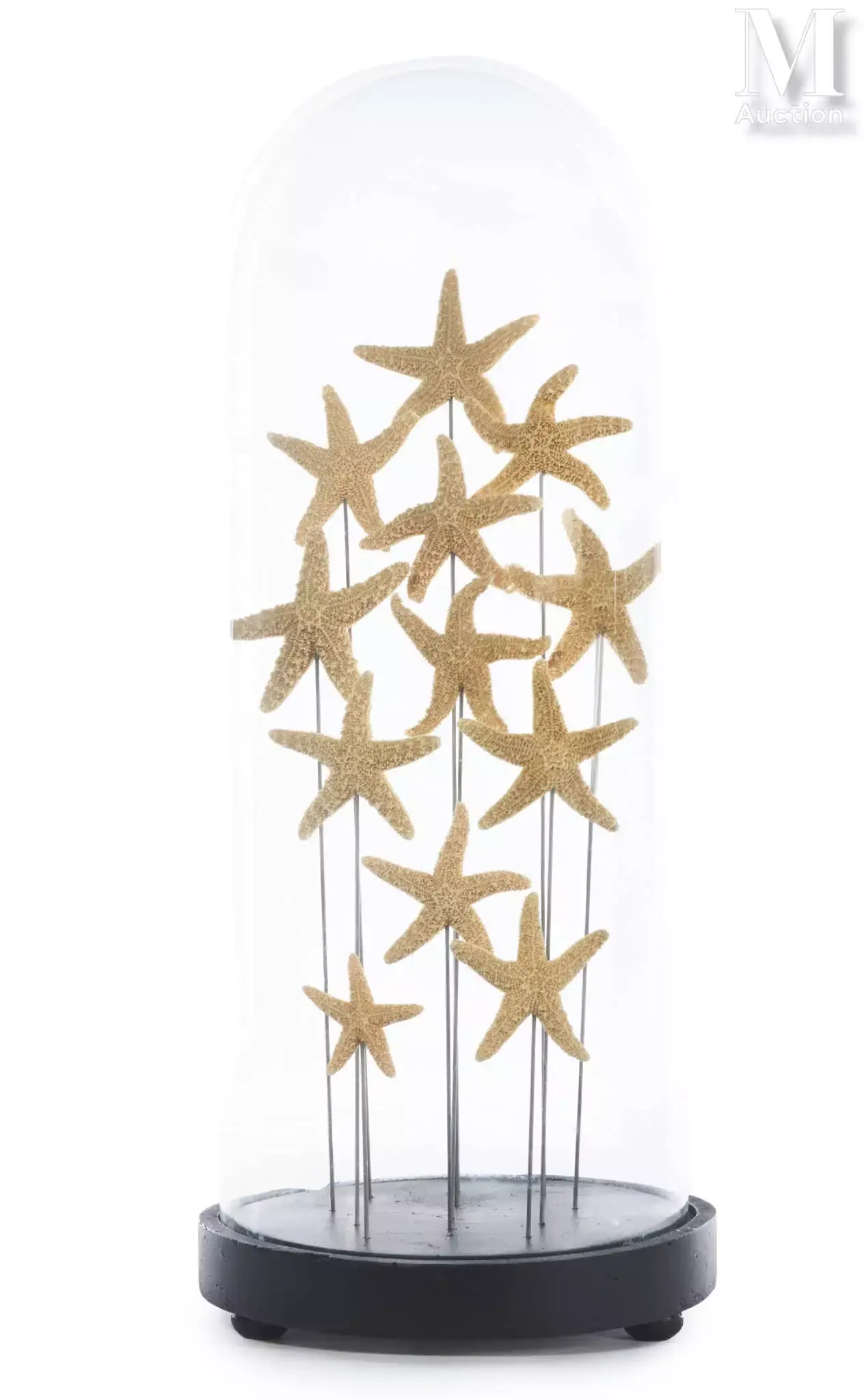 DOUZE ÉTOILES DE MER