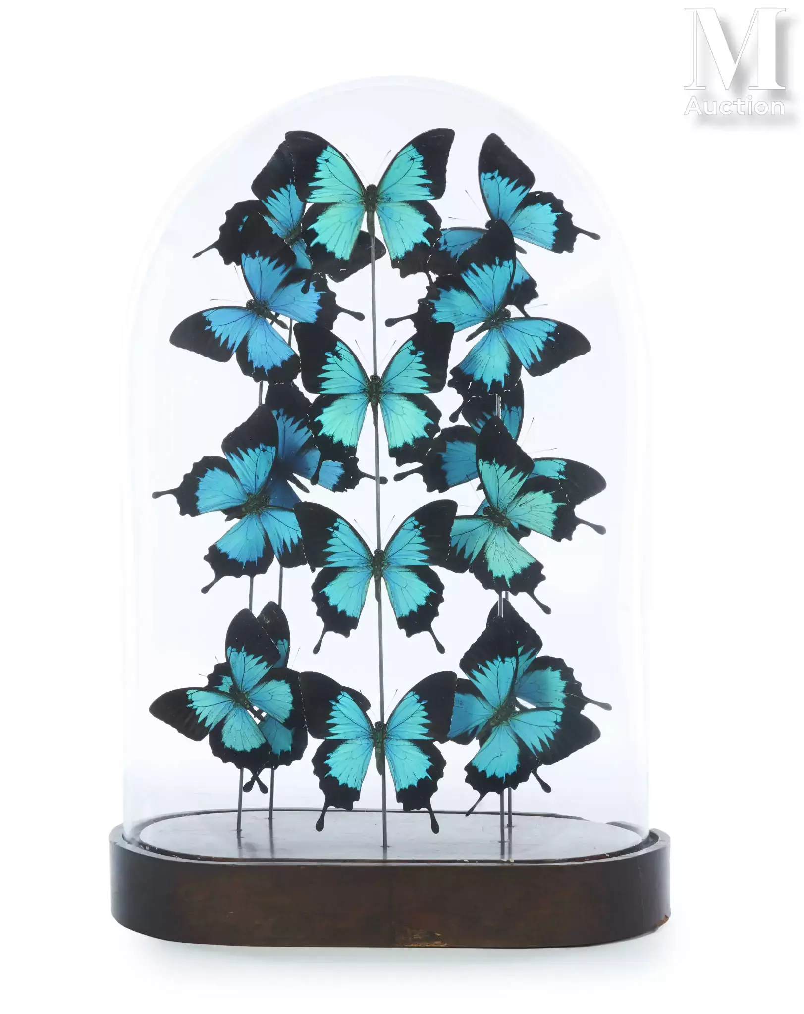 PAPILIO ULYSSES