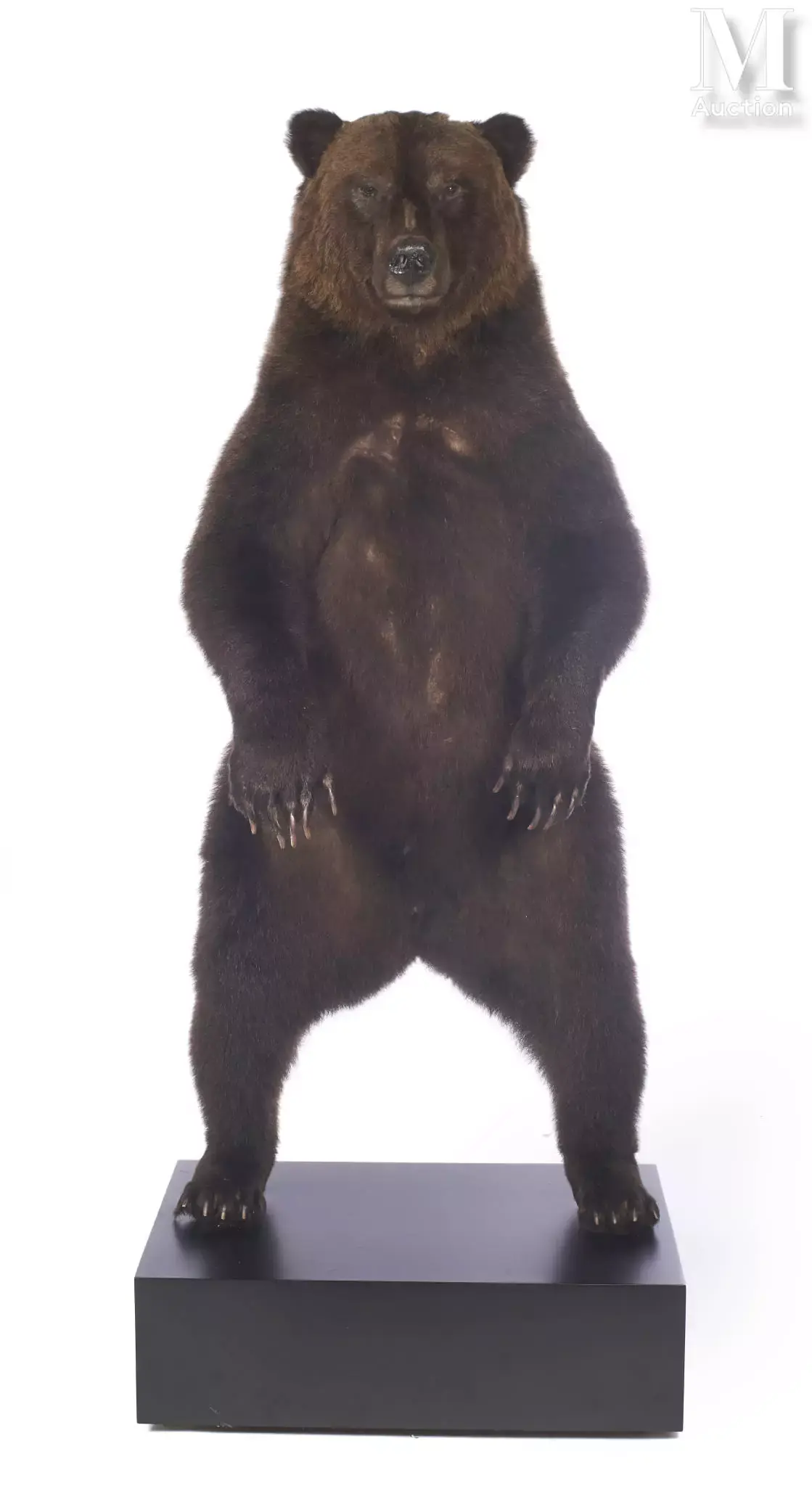 BEL OURS BRUN