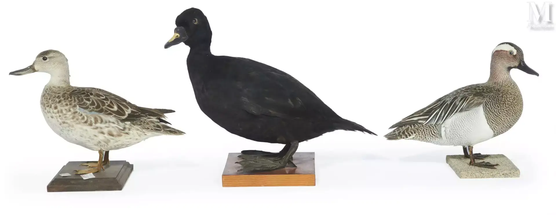 SARCELLE D'ÉTÉ, SARCELLE SOUCROUROU, MACREUSE NOIRE