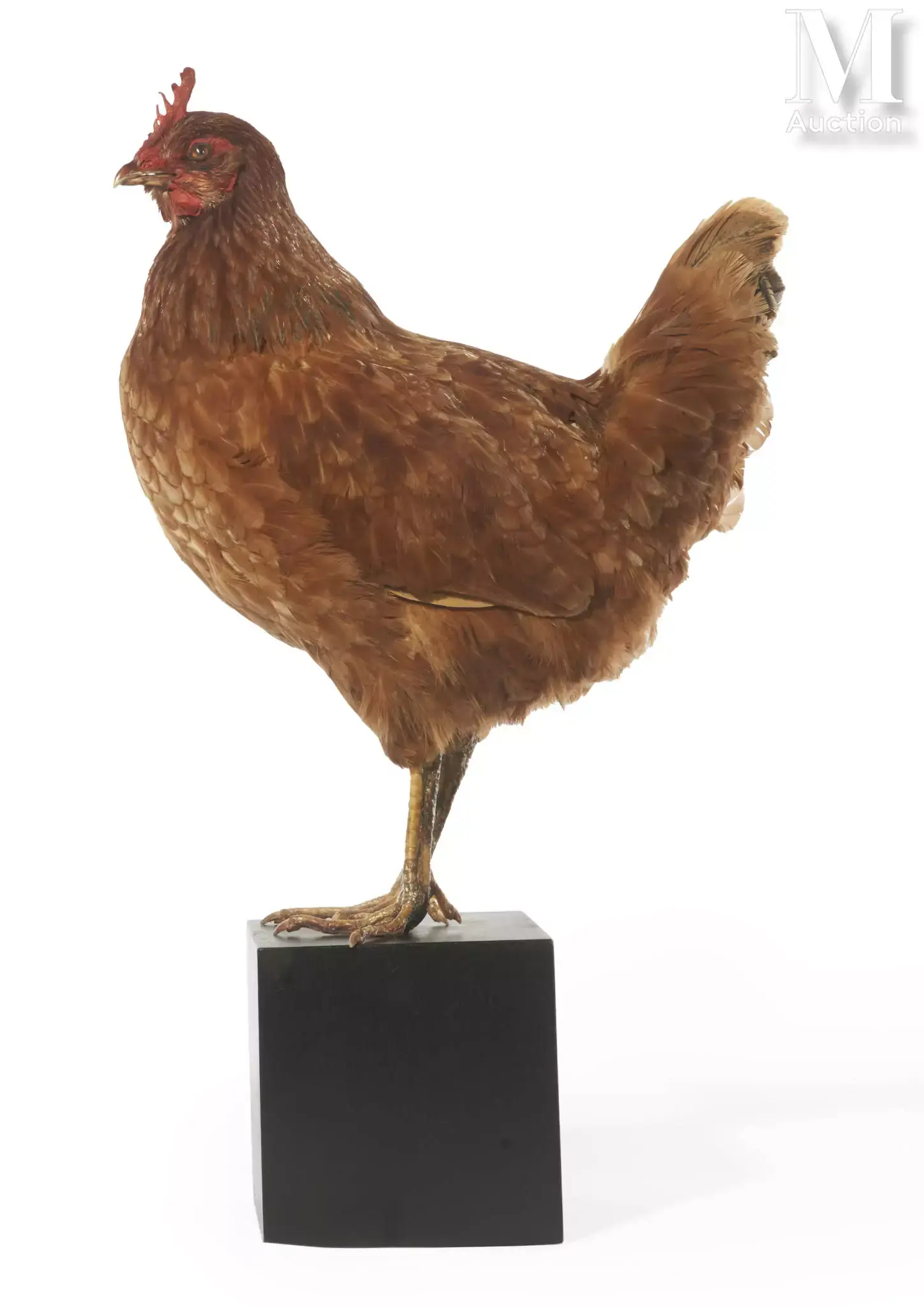 POULE ROUSSE