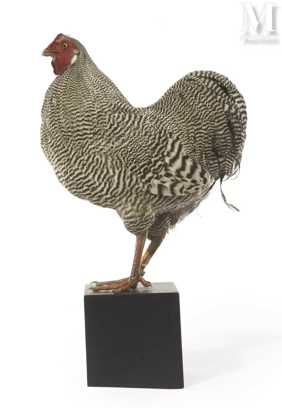 COQ WYANDOTTE SILVER