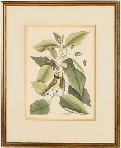 Mark Catesby (1683-1749), Hooded Titmouse