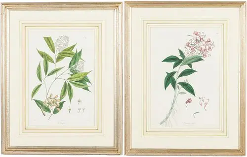 Pair of Hand Colored Botanical Engravings