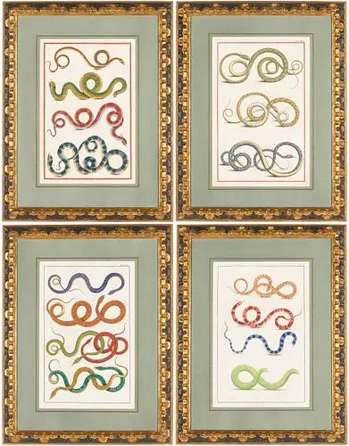 Albertus Seba (1665-1736), Four Engravings of Snakes