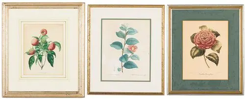 Three Botanical Prints