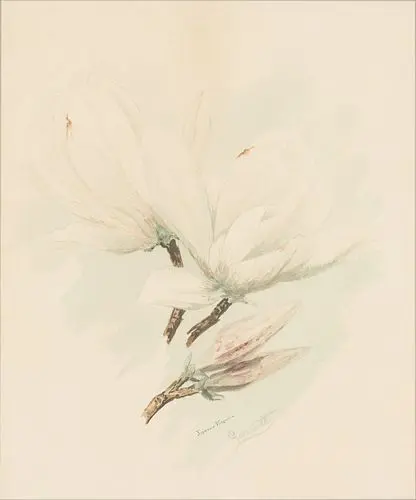 Garratt, Japanese Magnolia, Watercolor
