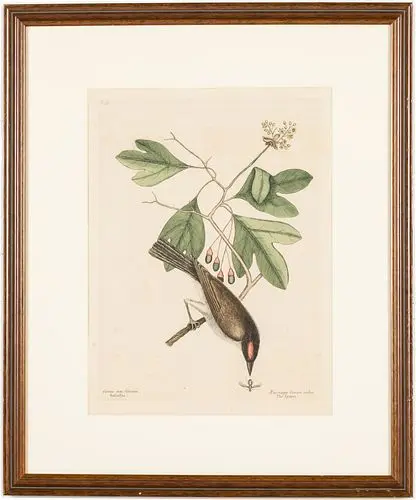 Mark Catesby (English, 1683-1749), The Tyrant