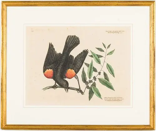 Mark Catesby (English 1683-1749) Red Winged Starling
