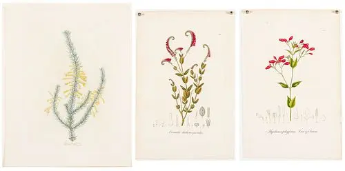 Two Hand-Colored Botanical Engravings & a Watercolor