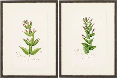 Two Hand-Colored Botanical Engravings