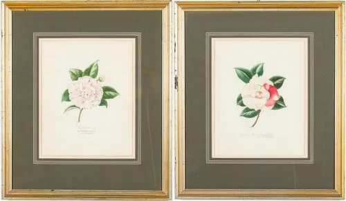 Elsie L. Sheffield, Two Watercolors of Camellias