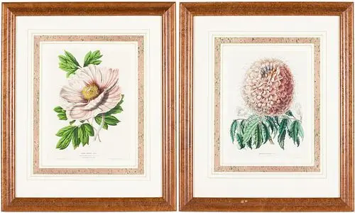 Two Botanical Lithographs