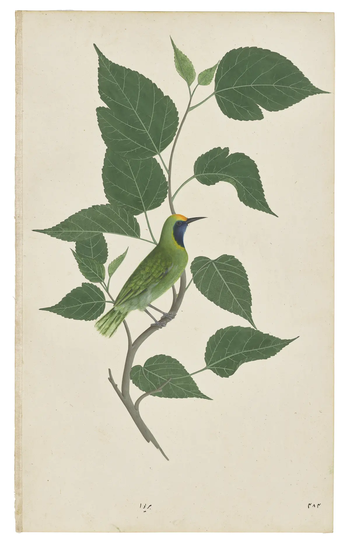 A GREEN BULBUL ( CHLOROPSIS AURIFRONS ) ON A TREE BRANCH